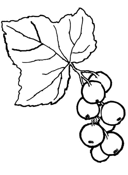 Смородина раскраска