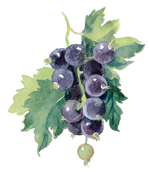 Черная смородина в живописи