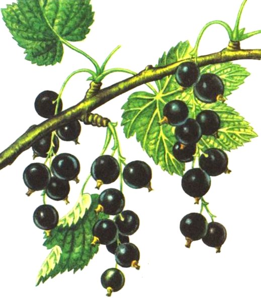 Черная смородина Ботаническая иллюстрация