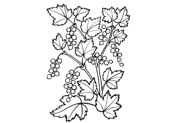 Смородина раскраска
