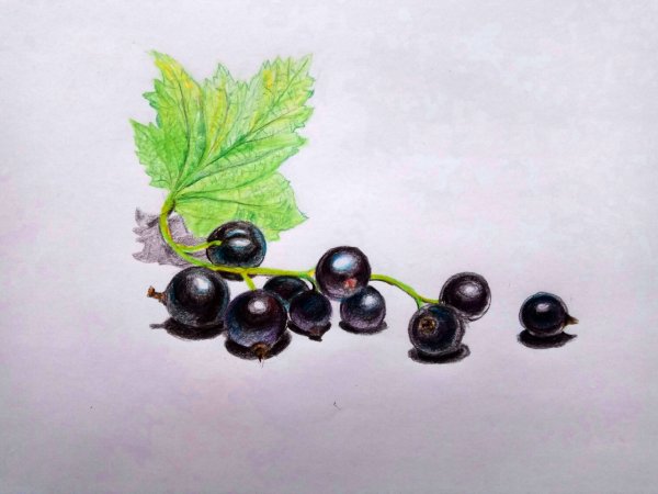 Ветка смородины