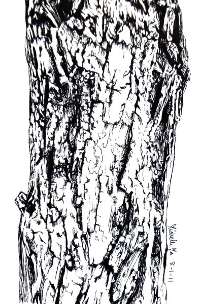 Кора дерева