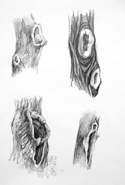 Кора дерева карандашом