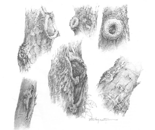Наброски коры дерева