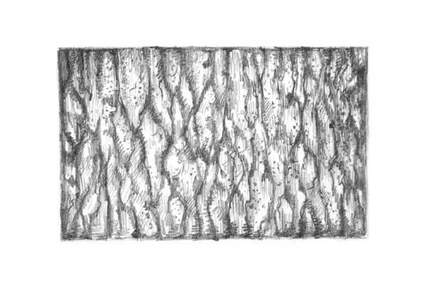 Фактура дерева карандашом