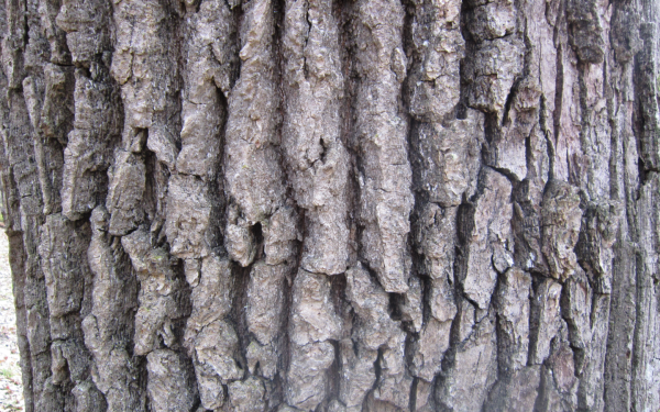 Кора ольхи