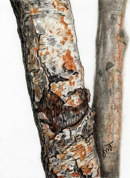 Рисование коры дерева