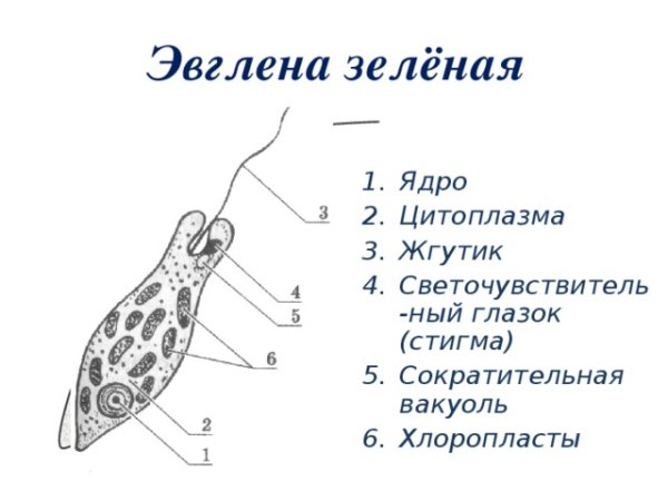 Схема строения эвглены зеленой