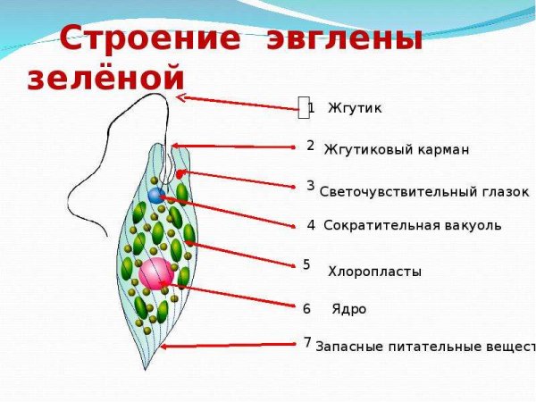 Простейшие эвглена зелёная строение