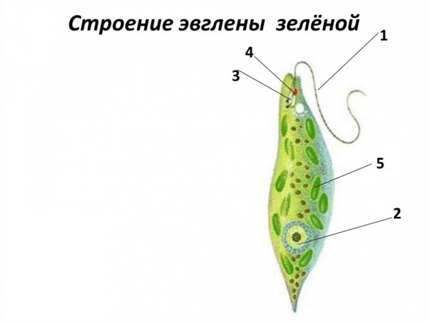 Класс жгутиковые эвглена зеленая