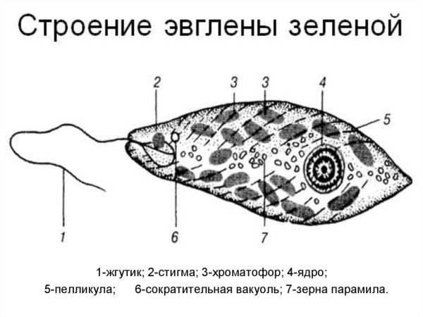 Схема строения эвглены зеленой