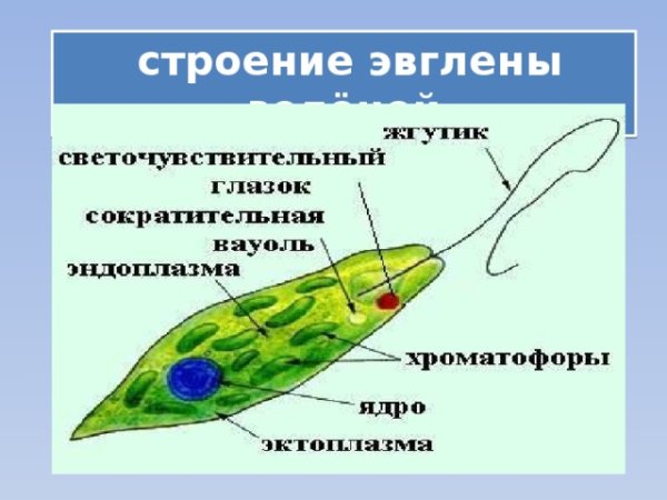 Строение эвлилены зеленоц