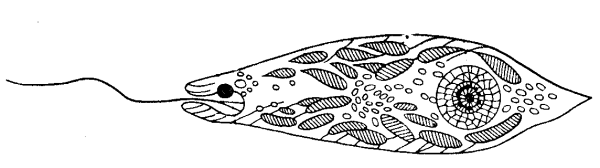 Строение эвглены обыкновенной