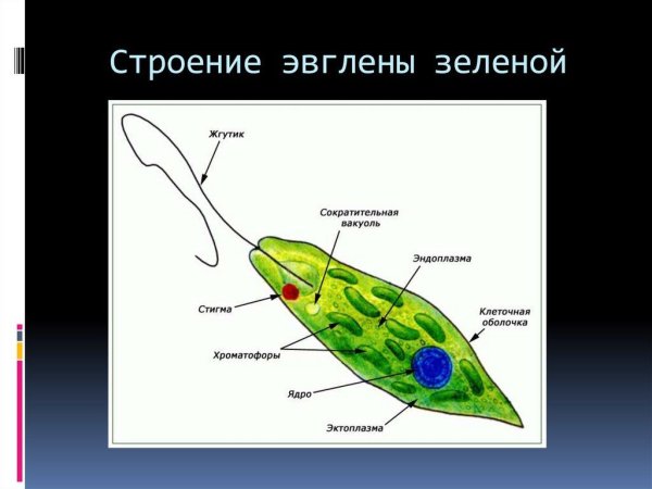 Раздражимость эвглены зеленой