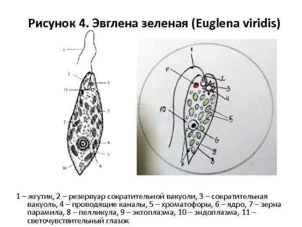 Хроматофор у эвглены зеленой