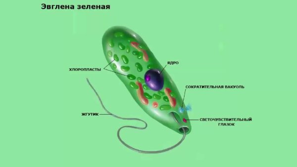 Ядра жгутиковые (эвглена зеленая)