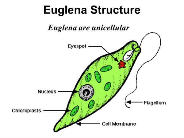 Эвглена зеленая эукариотическая клетка