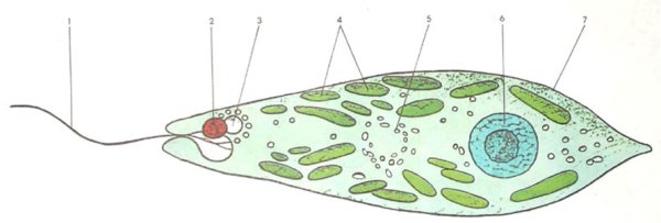 Эвглена зеленая строение