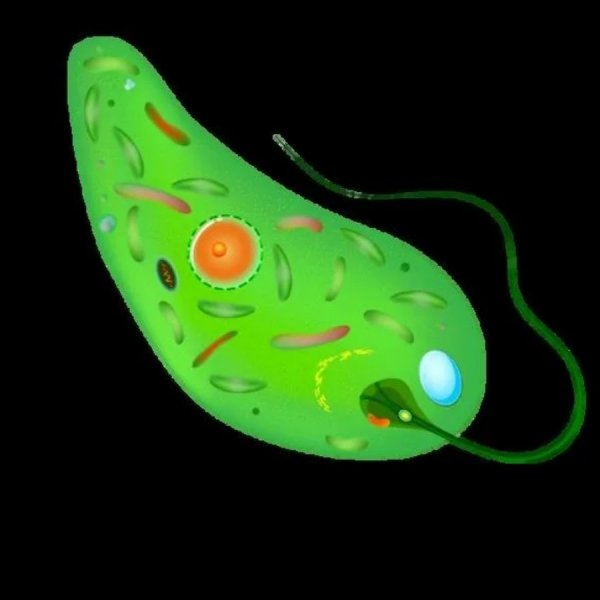 Эвглена зеленая