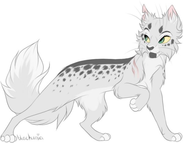 Коты Воители для срисовки