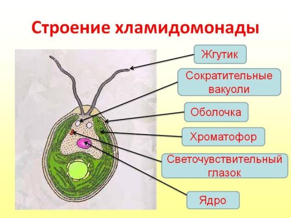 Строение клетки Chlamydomonas
