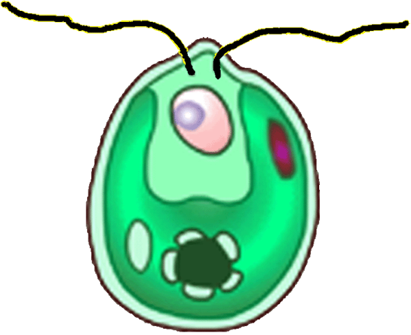 Водоросль хламида Монада