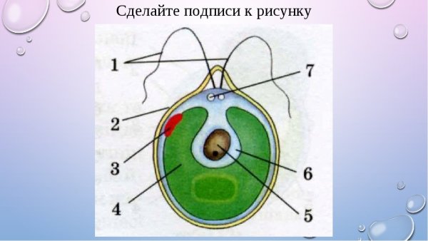 Строение хроматофора хламидомонады