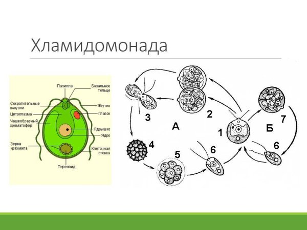 Крахмальное тельце хламидомонады