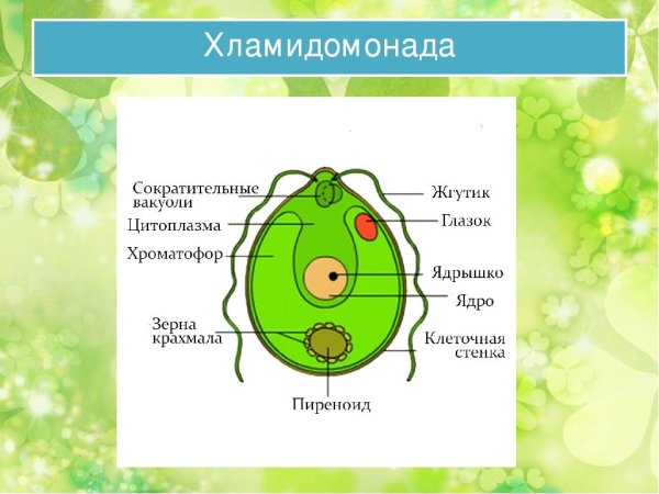 Пиреноид у хламидомонады это