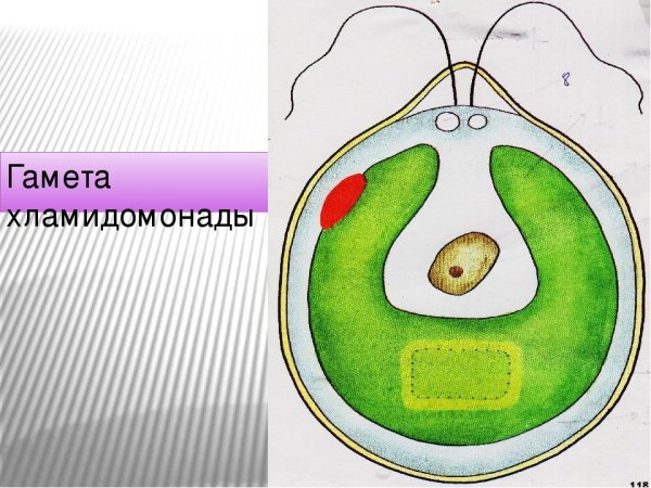 Строение клетки Chlamydomonas