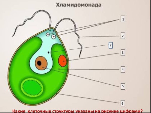 Строение одноклеточной водоросли хламидомонады биология 6 класс
