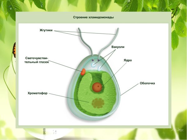 Строение клетки Chlamydomonas