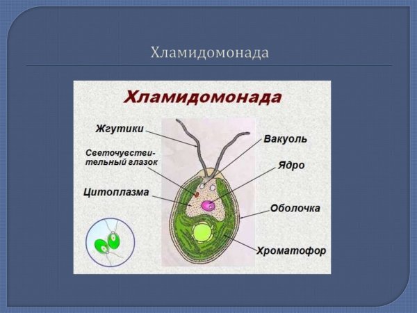 Хламидомонада строение рисунок