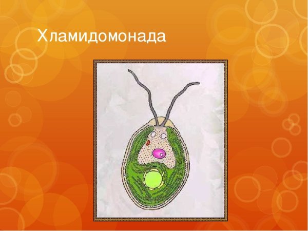 Рисунок водоросли хламидомонада