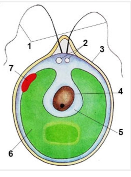 Хламида Монада строение