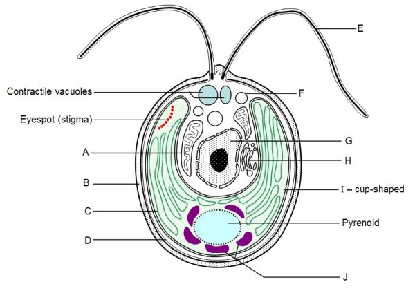 Строение клетки Chlamydomonas