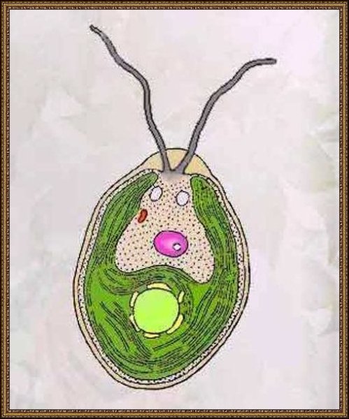 Одноклеточная водоросль хламидомонада