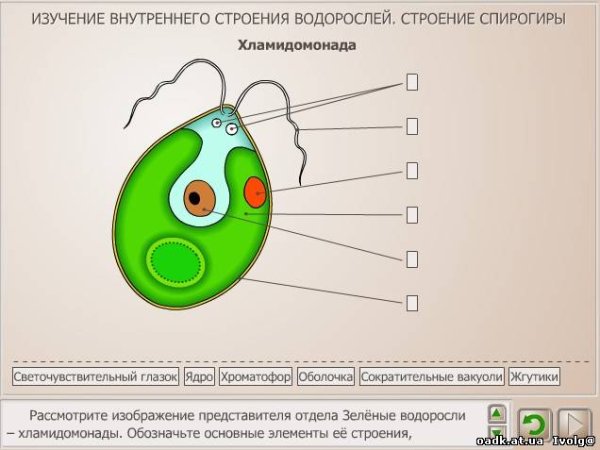 Лабораторная строение хламидомонады