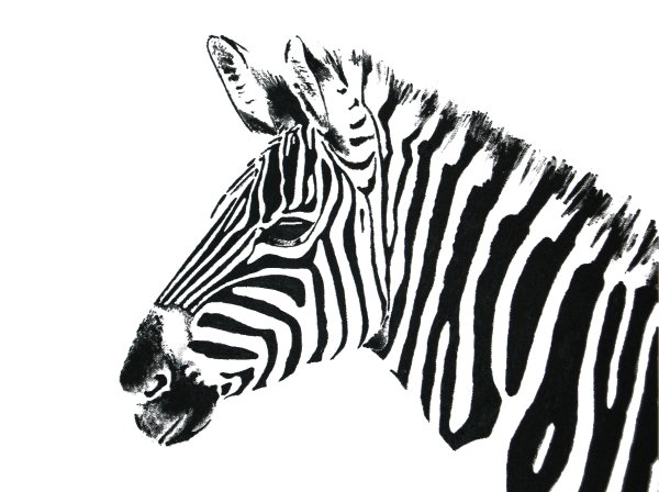 Зебра черно белая