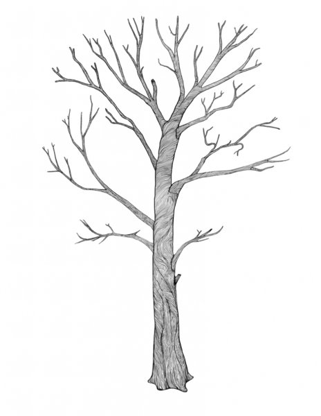 Дерево без веток