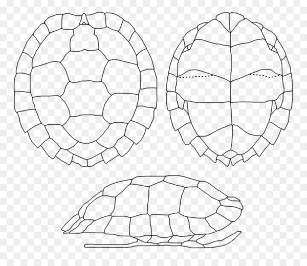 Карапакс у черепахи