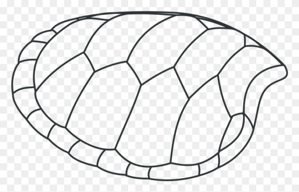 Панцирь черепахи раскраска
