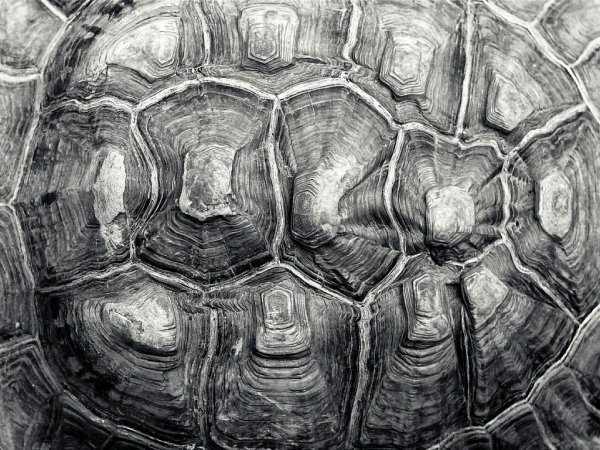 Панцирь черепахи текстура