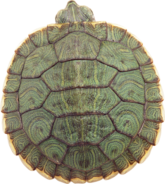 Панцирь черепахи