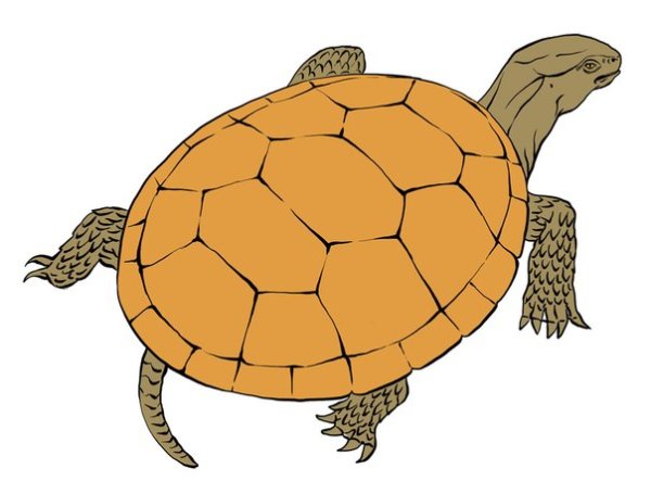 Панцирь черепахи для детей