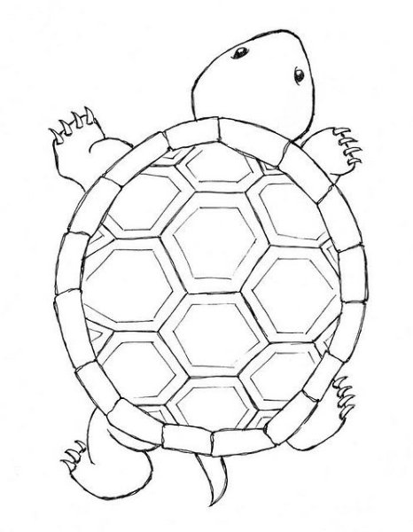 Панцирь черепахи узор