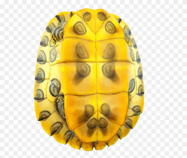 Панцирь черепахи