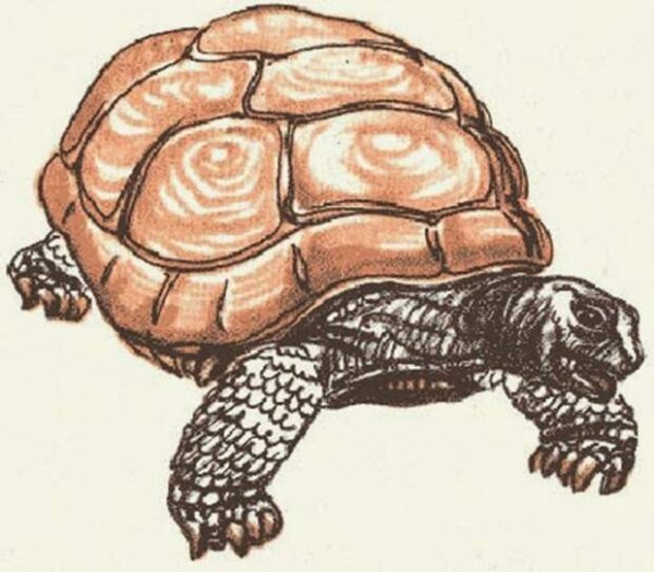 Рисуем панцирь черепахи