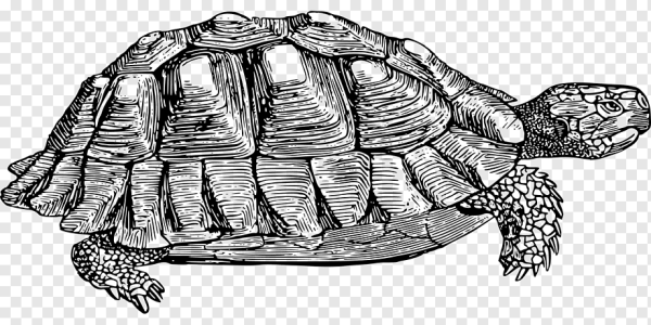 Черепаха вид сбоку