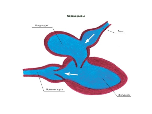 Строение сердца костистых рыб